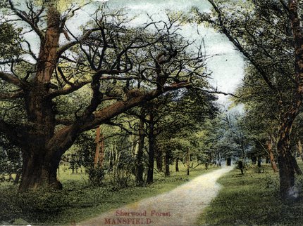 Sherwood Forest