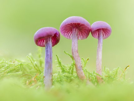 Photograph of three mushrooms up close with green background