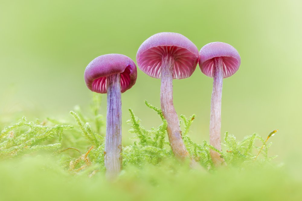 Image of Amethyst Deceiver (Laccaria amethystina) - Sherwood Forest