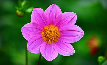 Cosmos Flower.jpg