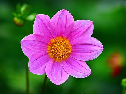 Cosmos Flower.jpg