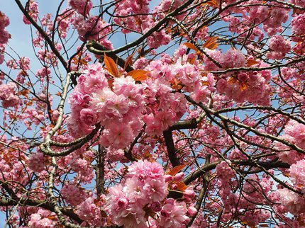 F Theokrittof Spring Poetry - Cherry Blossom.jpg