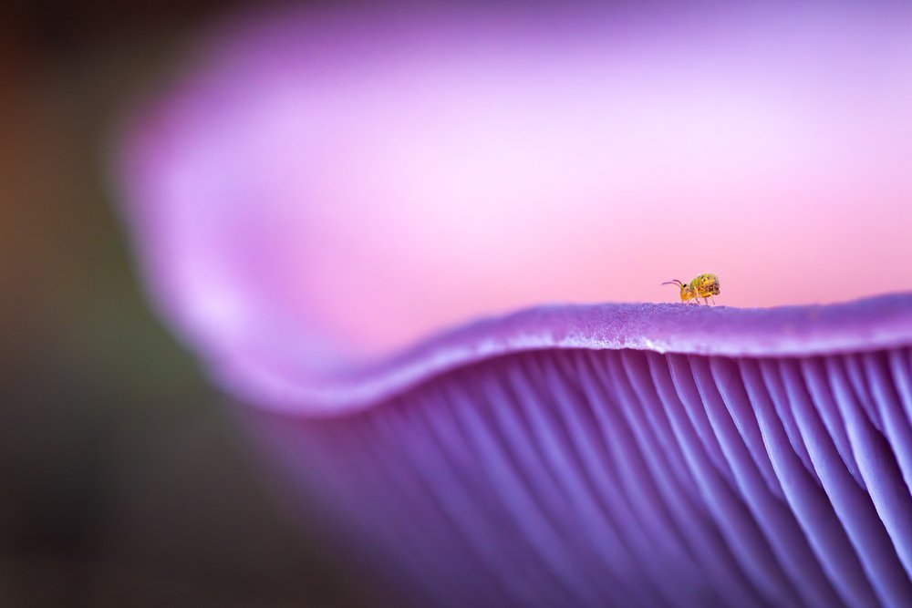 Very close up photograph of the underneath of a mushroom, it is purple in colour