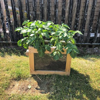 planter with greenery growing out of the top