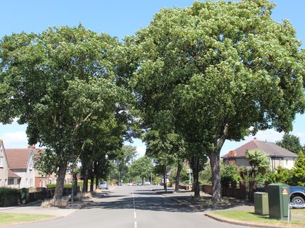 Image of waterslack Road with 2 large trees