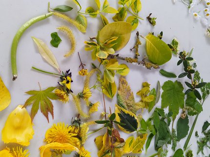 A collection of yellow and green flowers and foliage.