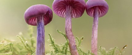 Close up of three pink mushrooms with grass and moss in the background