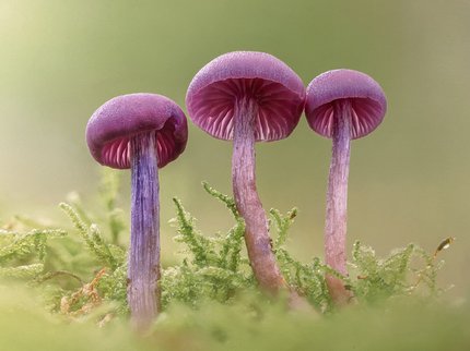 Close up of three pink mushrooms with grass and moss in the background