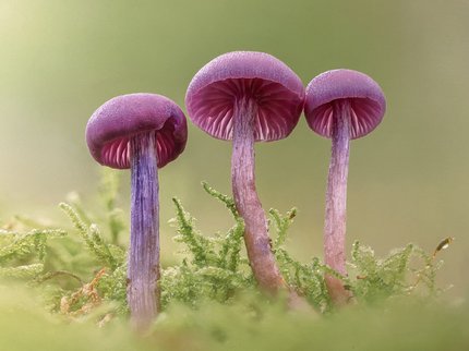 Three pink mushrooms surrounded by grass