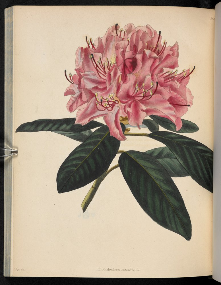 Description – Illustration of a single large Rhododendron flower with leaves in colour