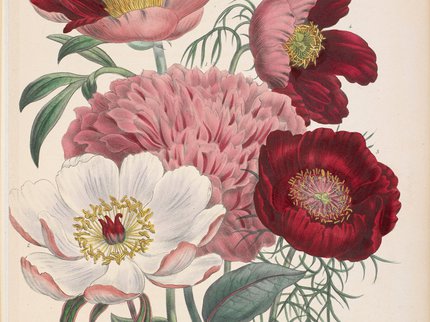 A drawing of peonies, flowers and leaves from The ladies' flower-garden of ornamental perennials. Mrs Jane Loudon (1843-44). Part of the British Library Archives