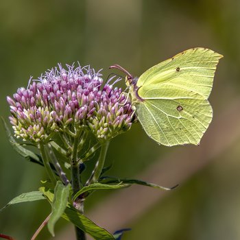 Brimstone butterfly on a purple flower