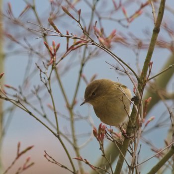 Chiffchaff bird in tree with budding branches