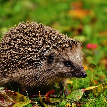 Hedgehog