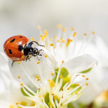 Ladybird on a white blossom