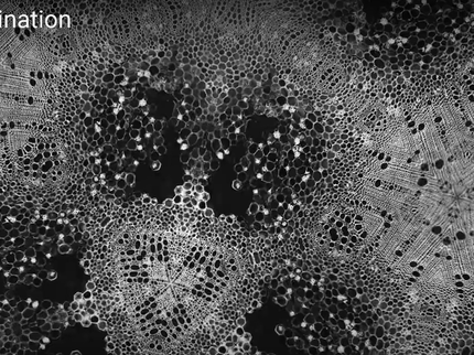 A black and white microscopic image of flora
