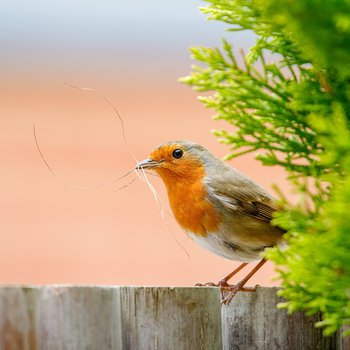 A robin on a fence