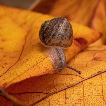 A snail on an orange leaf